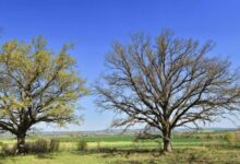 Oak Trees Delay Leafing to Starve Caterpillars