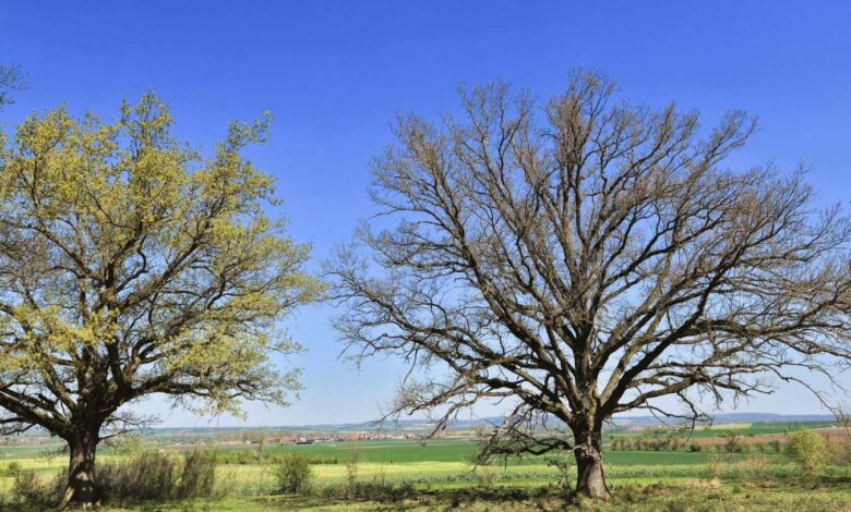 Oak Trees Delay Leafing to Starve Caterpillars