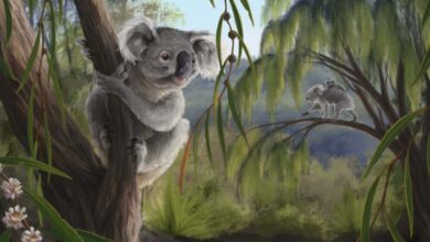 Extinct relative of koalas discovered in Western Australia