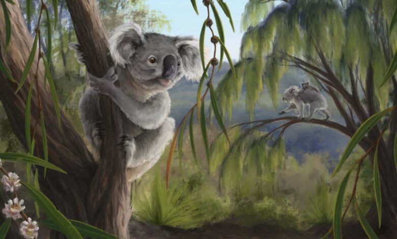 Extinct relative of koalas discovered in Western Australia