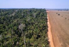 Deforestation could trigger Amazon tipping point in the 2030s