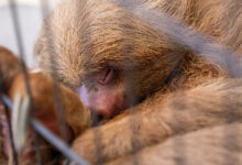 Statewide Prosecutor Joins Sloth World Probe in Orlando