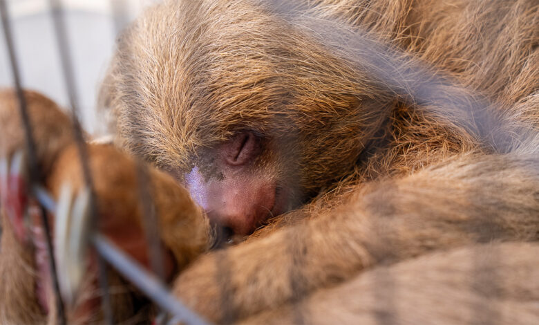 Statewide Prosecutor Joins Sloth World Probe in Orlando