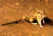 A suspected outbreak of the rare hantavirus on a cruise ship in the Atlantic Ocean kills 3 people - WTOP News