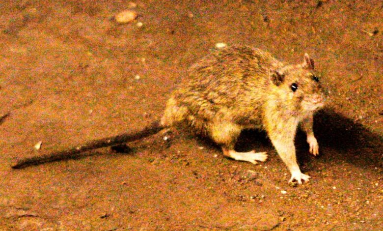 A suspected outbreak of the rare hantavirus on a cruise ship in the Atlantic Ocean kills 3 people - WTOP News