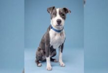 Meet Todd, a special pittie mix filled with energy - WTOP News