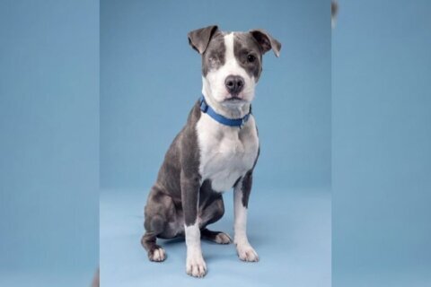 Meet Todd, a special pittie mix filled with energy - WTOP News