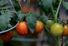 Ask the Gardener: Support plants, prevent rot and weeds