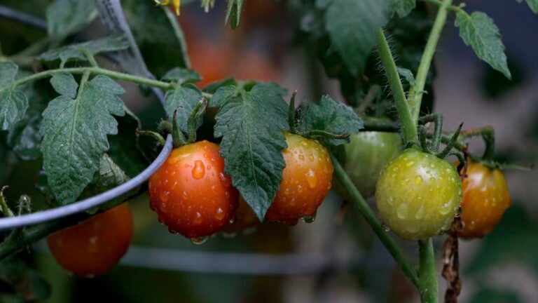 Ask the Gardener: Support plants, prevent rot and weeds