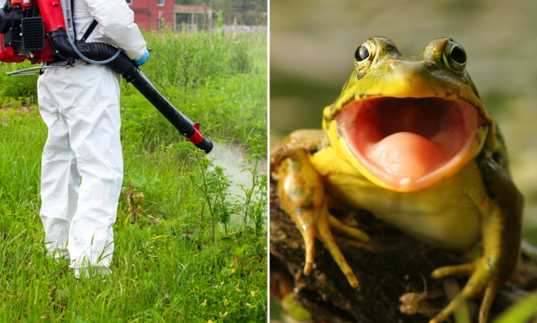 Trump clears atrazine review, MAHA supporters erupt Trump clears atrazine review, MAHA supporters erupt