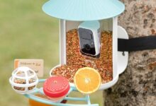 Birdfy Smart Feeder Deals: Up to 0 Off for Mother’s Day