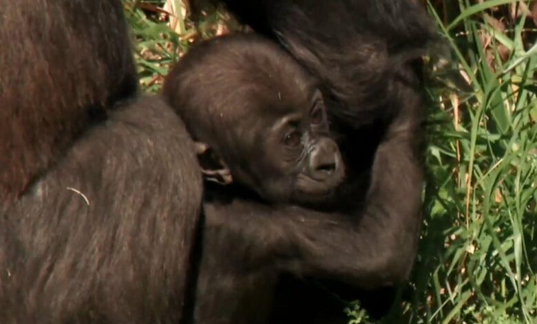 Los Angeles Zoo baby boom draws huge crowds for endangered species