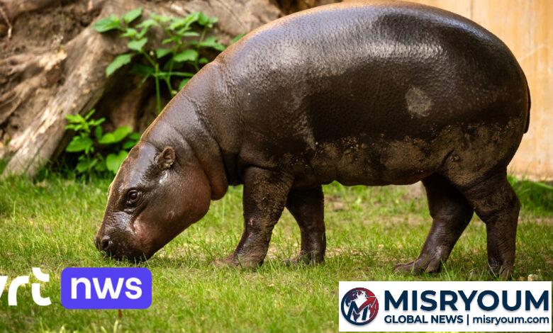 Plotseling verlies van dwergnijlpaard Nimba in Zoo Antwerpen