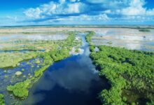 Budget talks stall on Everglades, citrus and resilience