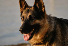Her Rescue German Shepherd Changed Everything—Now She's Asking for Help to Do Right by Him