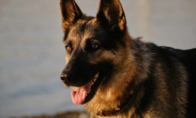 Her Rescue German Shepherd Changed Everything—Now She's Asking for Help to Do Right by Him