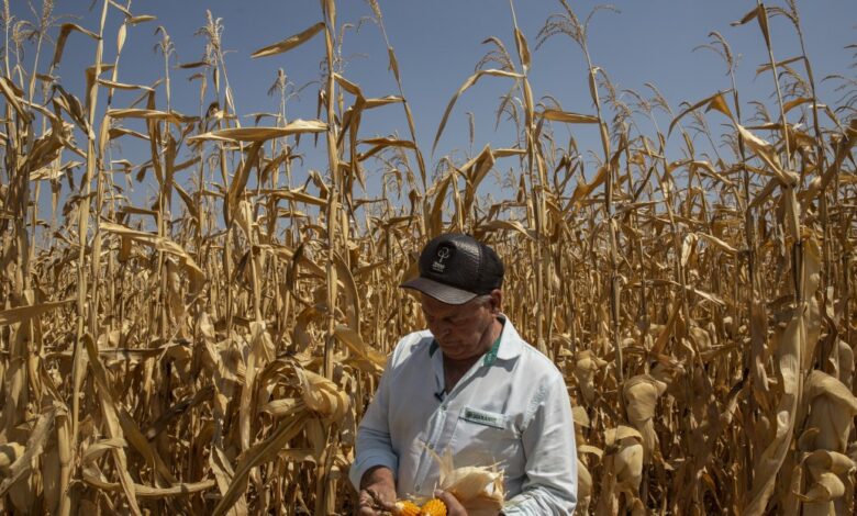 Climate Crisis Looms for Your Groceries