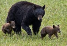 2 hikers injured in bear attack at Yellowstone National Park