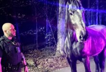 The perp was a horse, of course