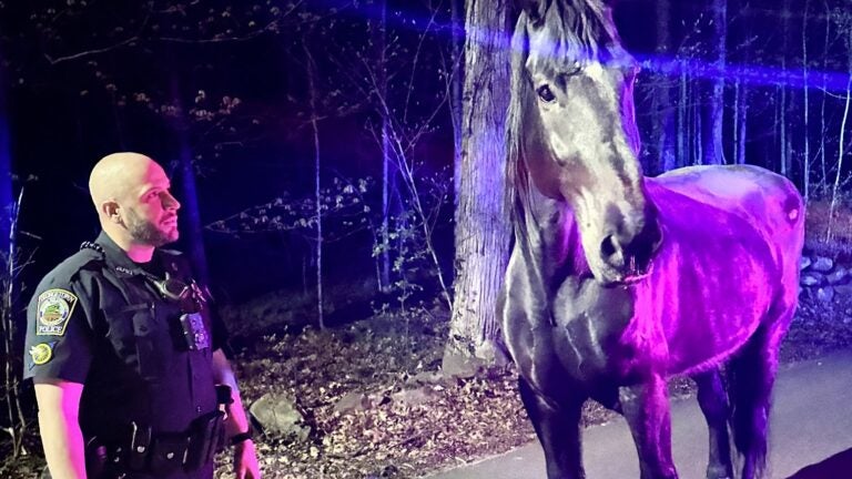 The perp was a horse, of course