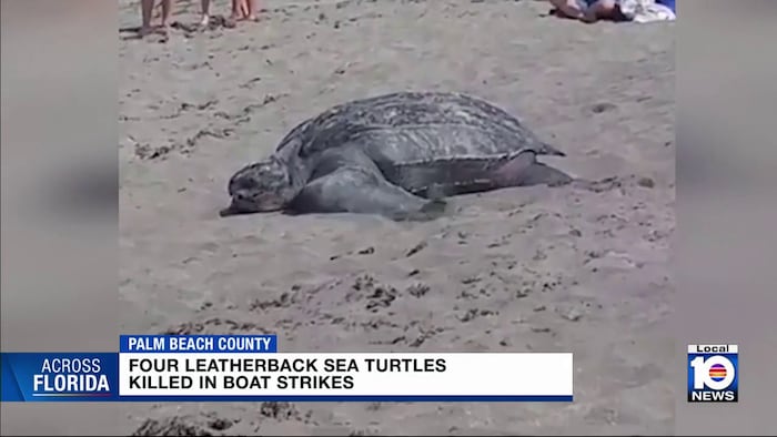 Activists urge slower boating to protect sea turtles in South Florida