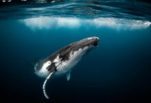 Watch strange humpback whale ‘gaping’ behavior that baffles scientists