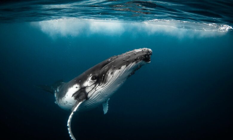 Watch strange humpback whale ‘gaping’ behavior that baffles scientists