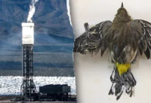 Ivanpah’s ‘Clean Energy’ Solar Plant Still Uses Fossil Fuels