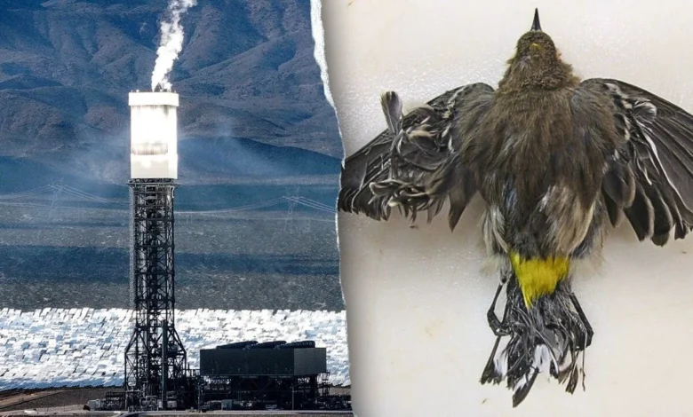 Obama-era 'clean energy' solar power plant still uses fossil fuels – and kills thousands of birds annually