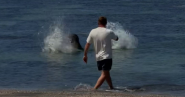 Tourist accused over rock attack on Hawaii monk seal Tourist accused over rock attack on Hawaii monk seal
