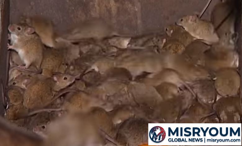 Australia mouse plague prompts food supply fears Australia mouse plague prompts food supply fears