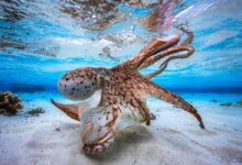 Octopus Brain Intelligence: A New Way to Think