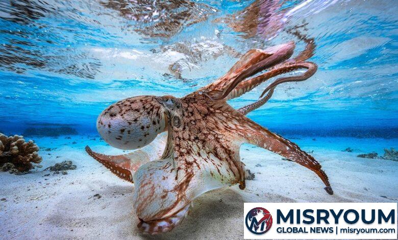 Octopus Brain Intelligence: A New Way to Think