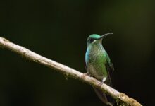 In Colombia, Anderson Cooper discovers the surprising thrills of birding