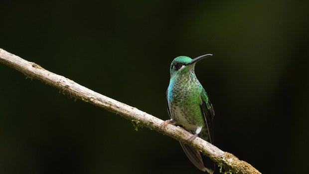 In Colombia, Anderson Cooper discovers the surprising thrills of birding