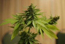 Cannabis critic mellows out on initiative to eliminate recreational marijuana | Arizona Capitol Times