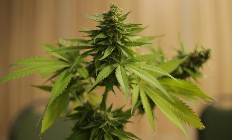 Cannabis critic mellows out on initiative to eliminate recreational marijuana | Arizona Capitol Times