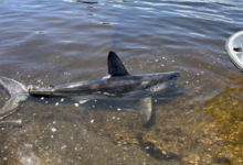 Porbeagle shark strands in Rhode Island pond, dies