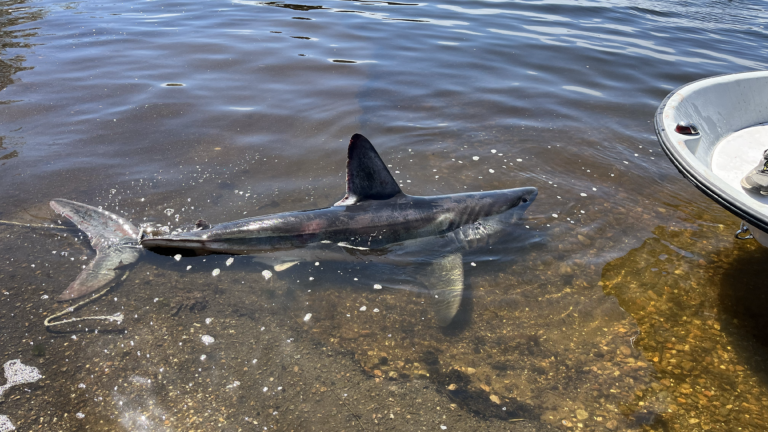 Porbeagle shark strands in Rhode Island pond, dies