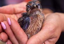 Two sihek chicks hatch at Smithsonian campus