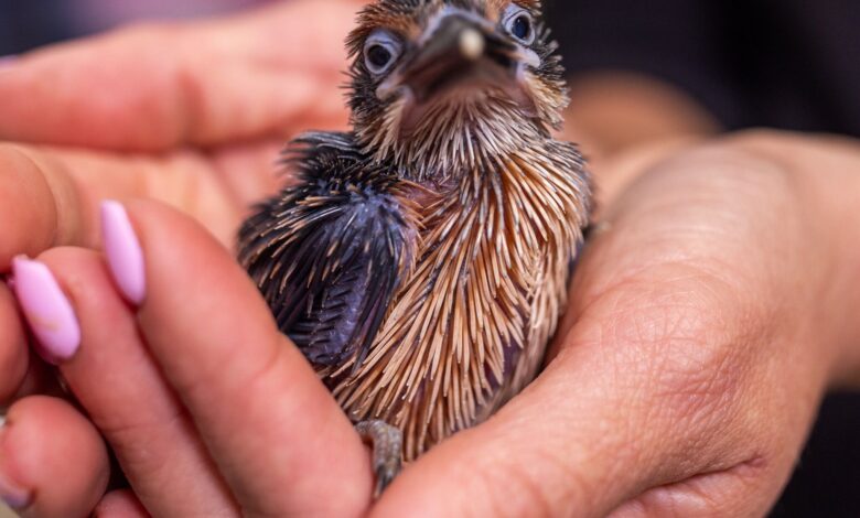 Two sihek chicks hatch at Smithsonian campus Two sihek chicks hatch at Smithsonian campus