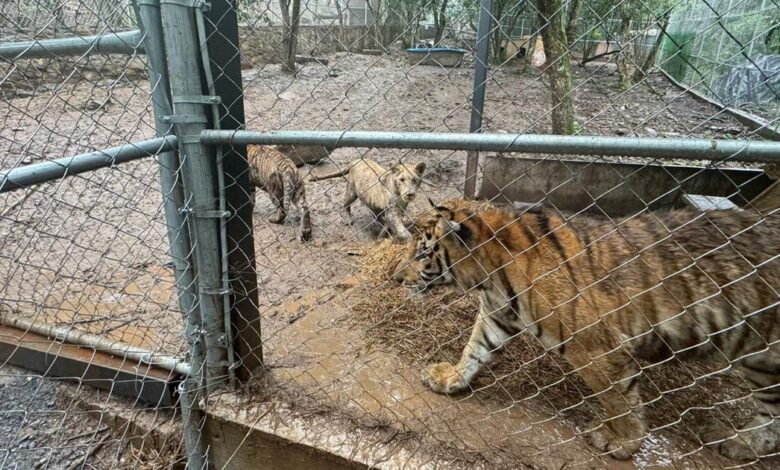 Cartel leader detained in Mexico as weapons, drugs and tigers seized