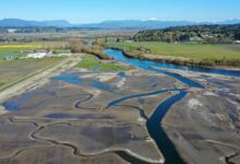 Tribe’s tidal restoration bid reshapes farmland