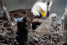 Bald eagles perch in L.A. County park amid warnings