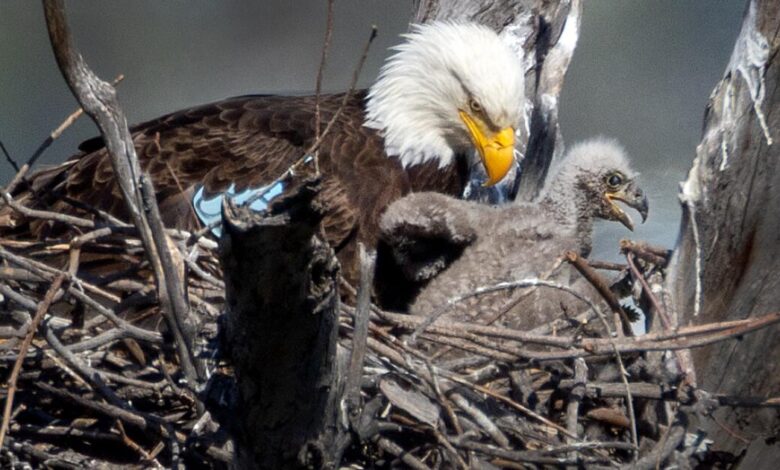 Bald eagles perch in L.A. County park amid warnings Bald eagles perch in L.A. County park amid warnings