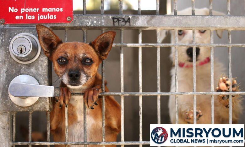 Mayor Bass proposes ending .6M dog enrichment funding Mayor Bass proposes ending .6M dog enrichment funding