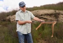 Rattlesnake Bite on Ventura Hike Highlights Safety Warning