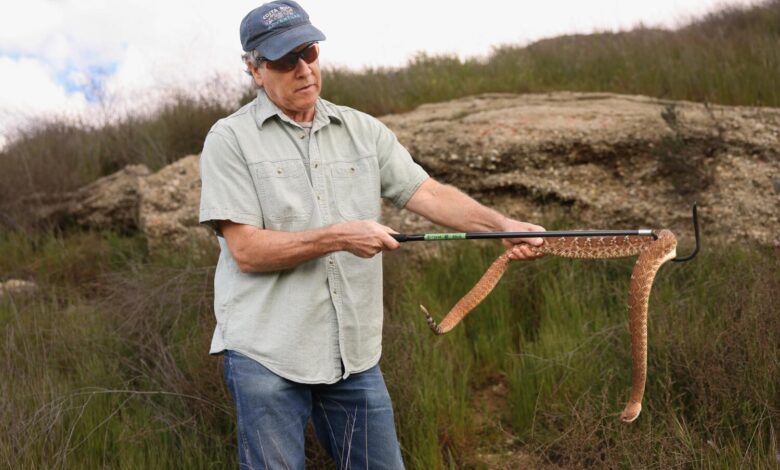 Rattlesnake Bite on Ventura Hike Highlights Safety Warning