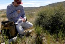 Joshua trees are dying in California—scientists chase fungi