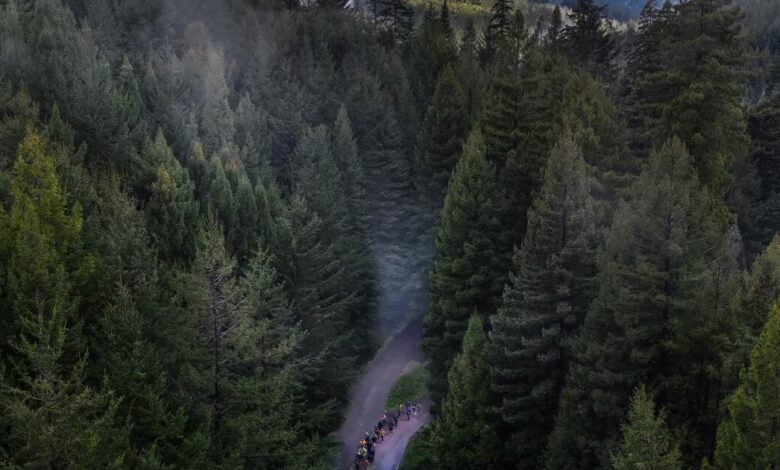 Redwood Fight Returns: California Tribes Seek Role in Management